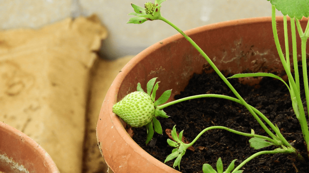 The Ultimate Guide To Growing Strawberries At Home All You Need To Know