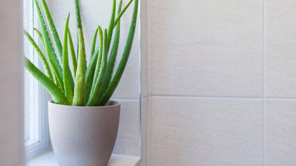 Aloe Vera Care Guide Top Tips For A Thriving Succulent