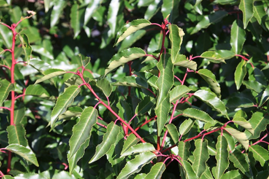 Prunus lusitanica - Evergreen Portugese Laurel
