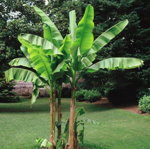 Musa basjoo - banana plant
