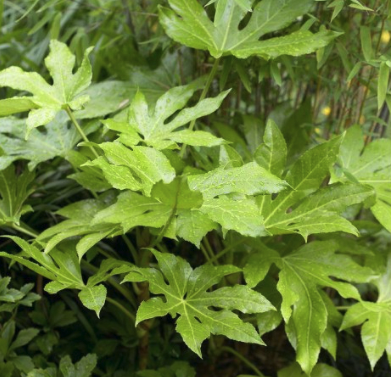 Fatsia japonica - jungle garden plant