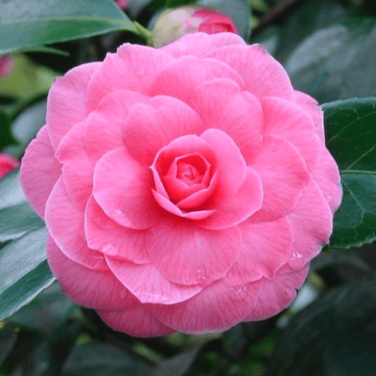 Camellia japonica Pink Perfection