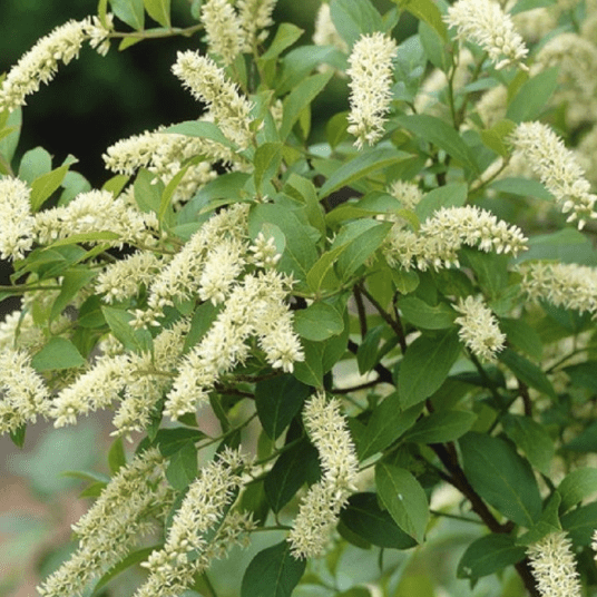 Itea Henry's Garnet ilicifolia