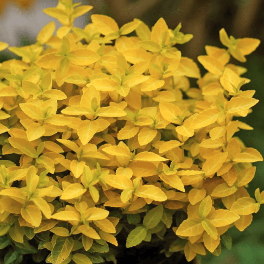 Euonymus fortunei 'Goldy'