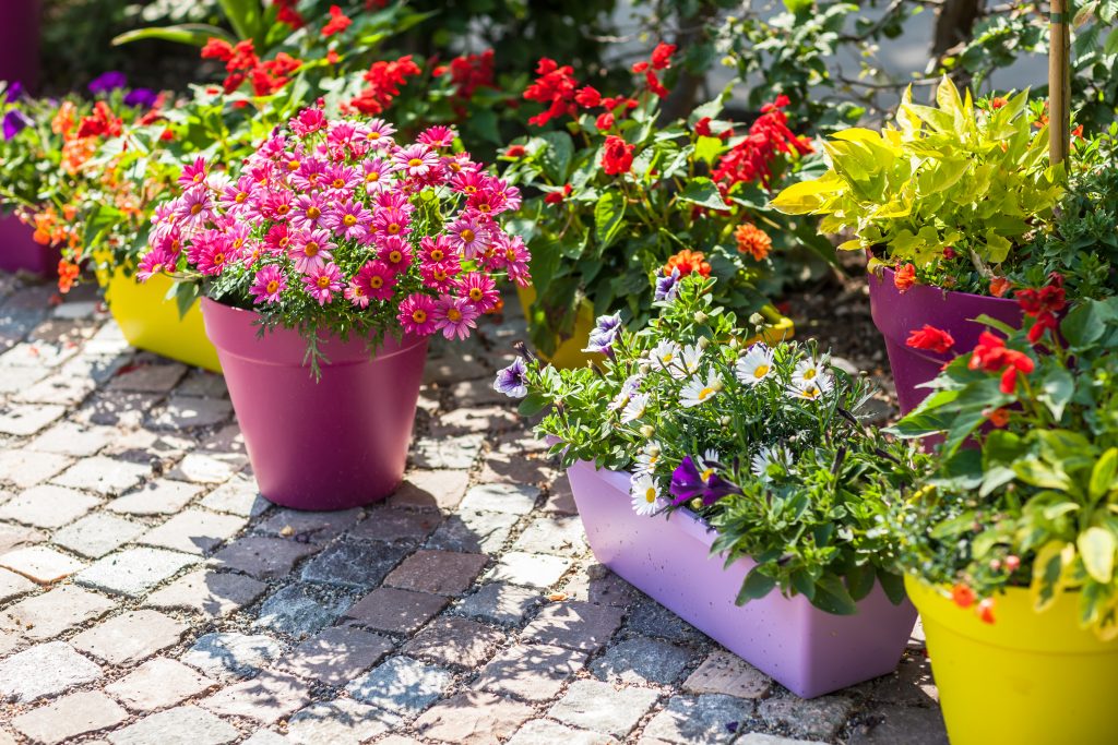 Container garden - pots for small garden, patio or terrace