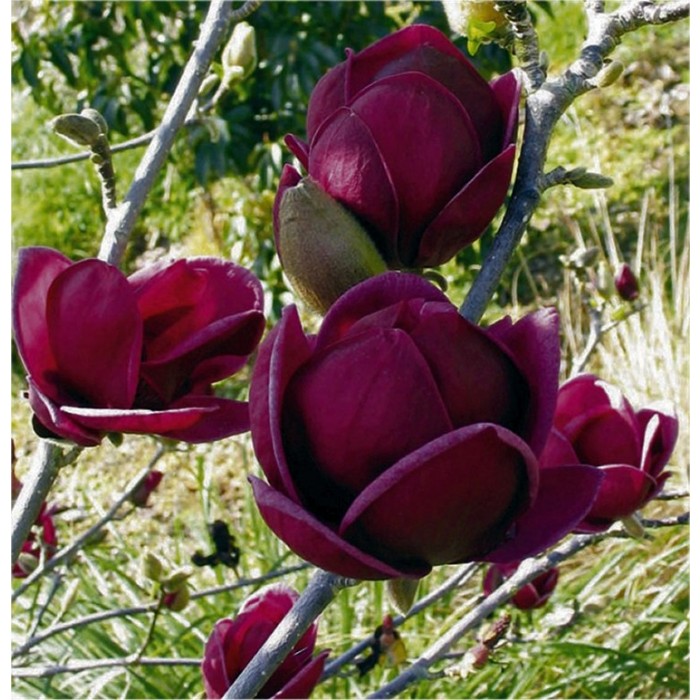 purple magnolia tree