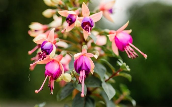 Care Guide: How to care for a Fuchsia Shrub