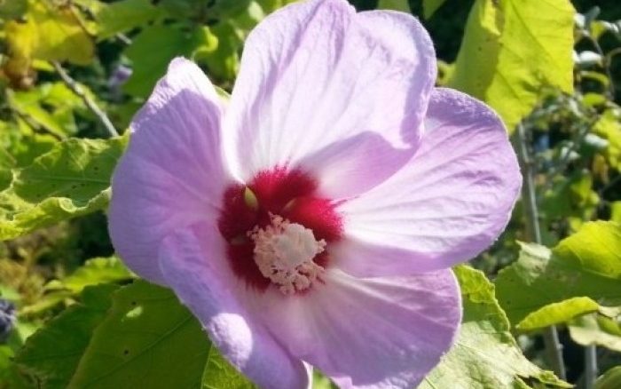 Hibiscus rose deals