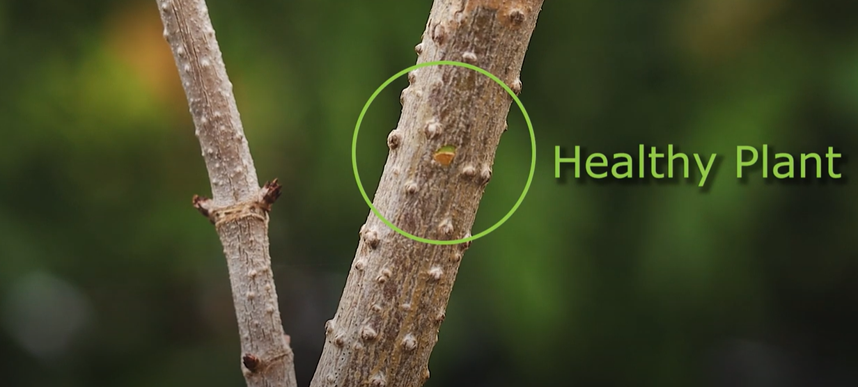 How to Perform a Bark Test