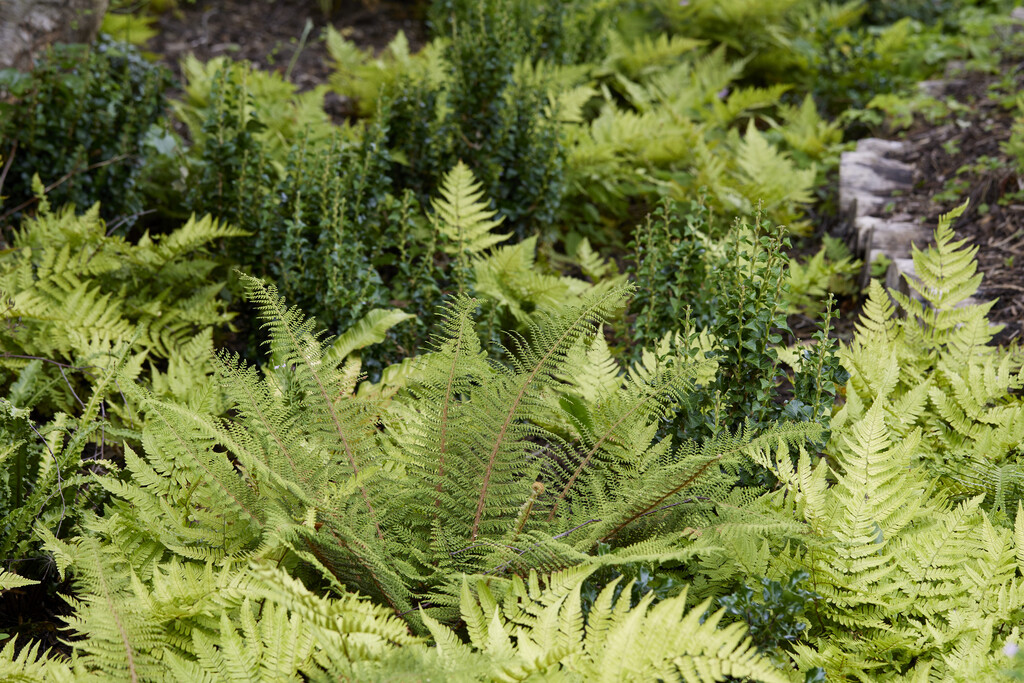 Ferns - plants for full shade