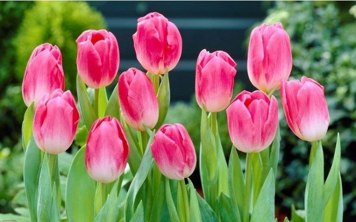 How to Plant, Grow, and Care for Tulip Flowers