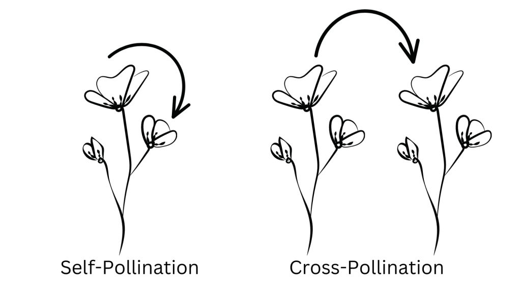 Self Pollinating Plants Gardening Express Knowledge Hub self-pollinating-plants-gardening-express-knowledge-hub