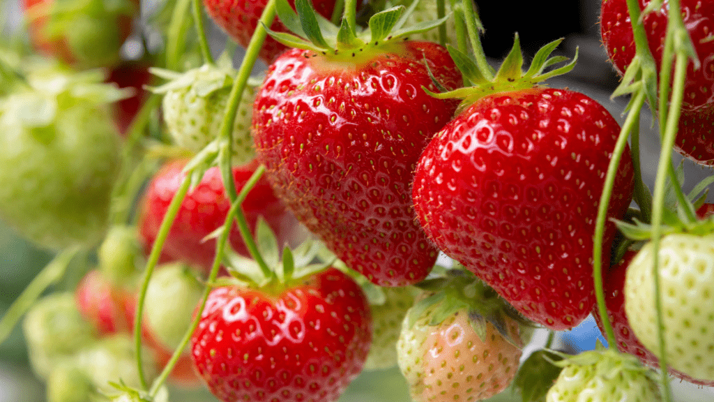 The Ultimate Guide to Growing Strawberries at Home All You Need to Know