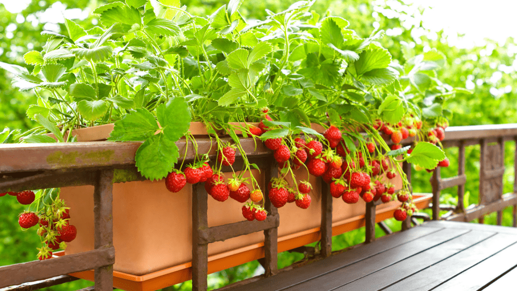 Grow your own strawberry plants on a balcony in small container