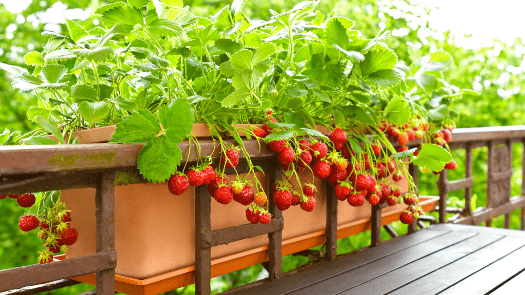 The Ultimate Guide to Growing Strawberries at Home All You Need to Know