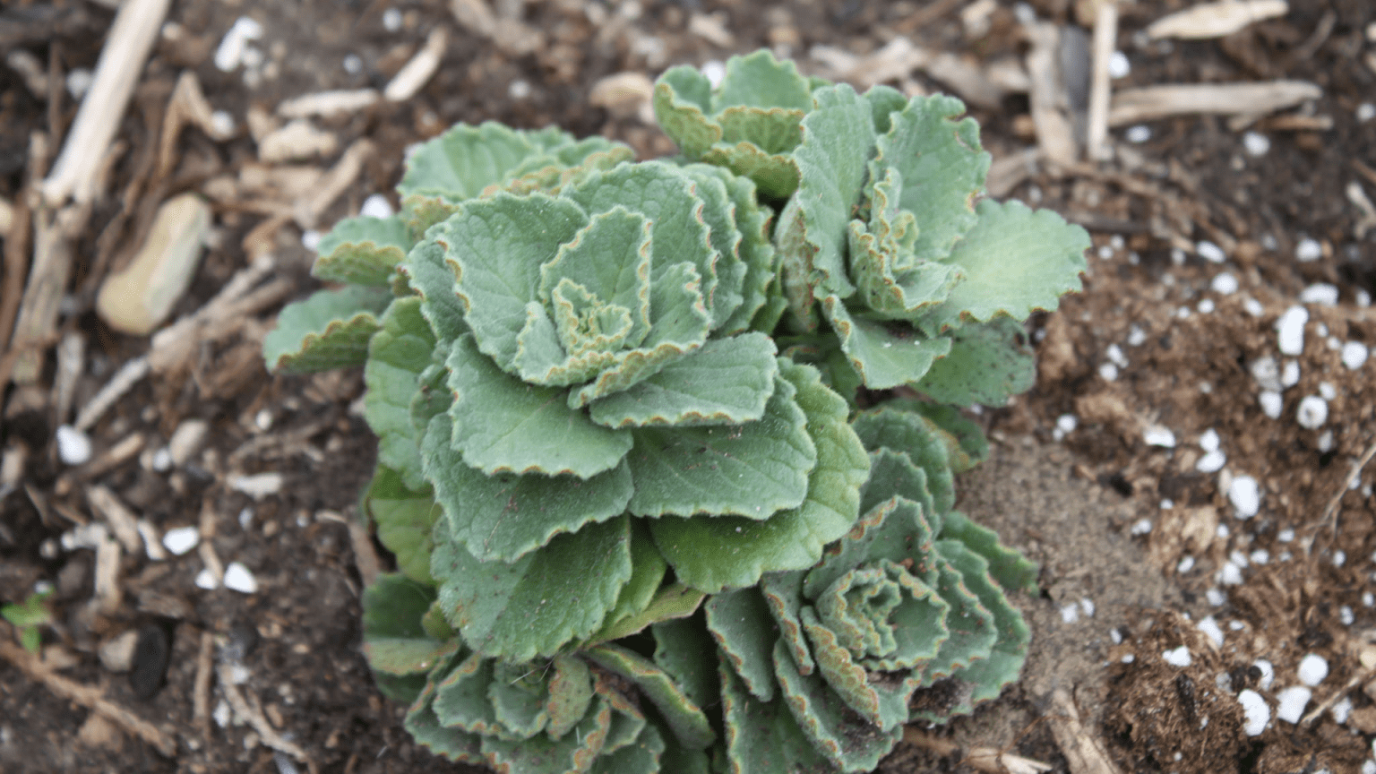 Cats Pooping in the Garden? Here's How to Stop That