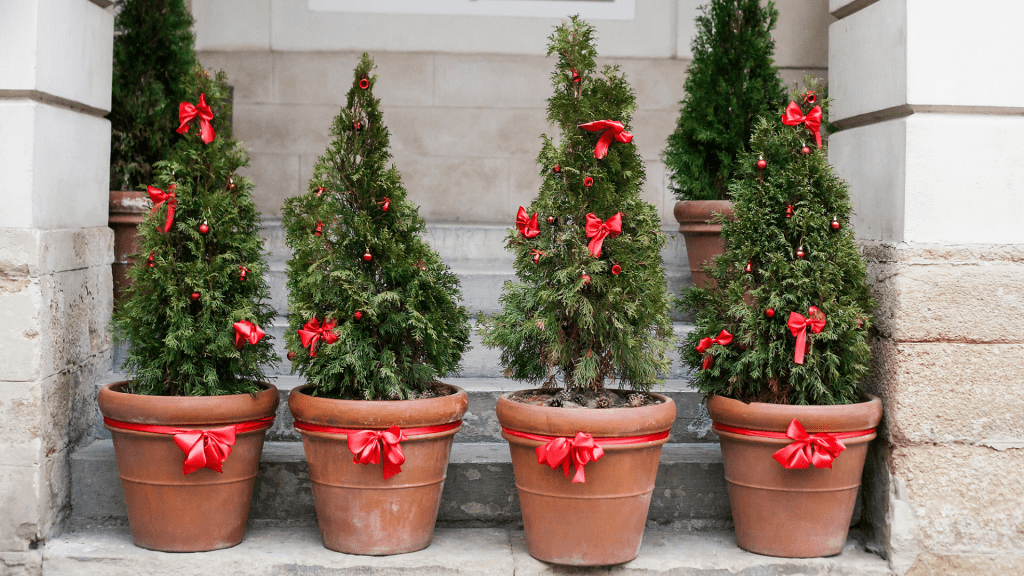 Potted christmas hot sale tree