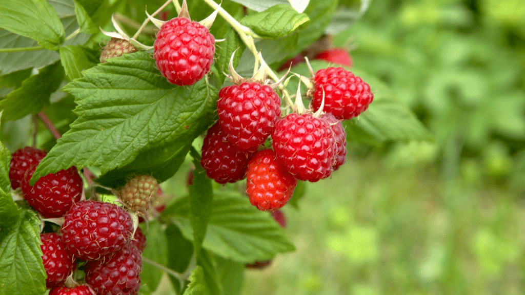 How to Grow Raspberries at Home Simple and Succulent