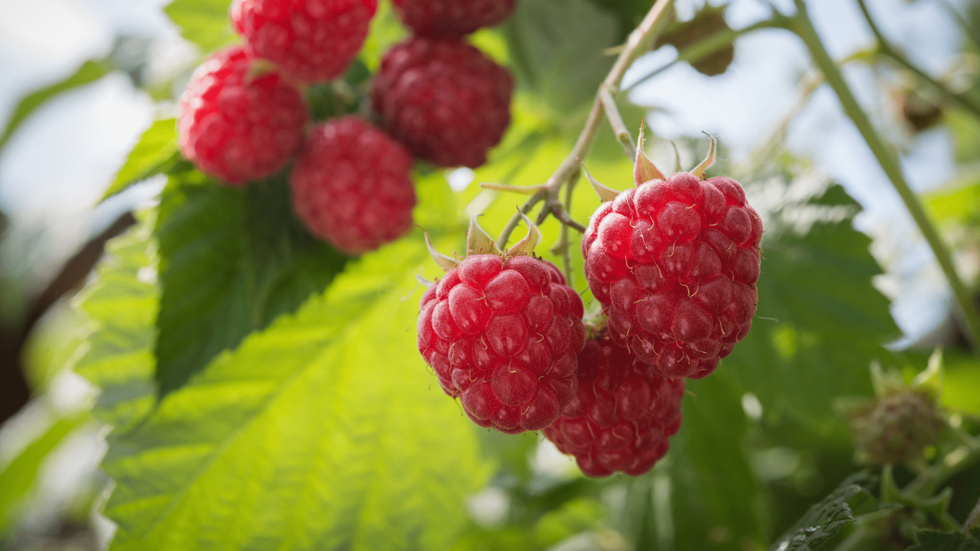 How to Grow Raspberries at Home Simple and Succulent
