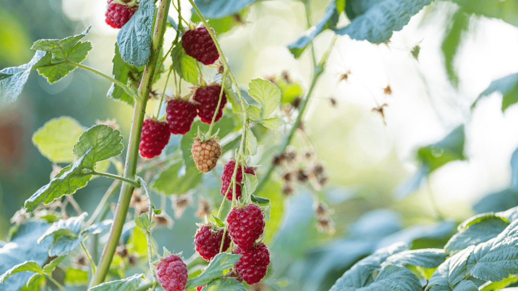 How to Grow Raspberries at Home Simple and Succulent