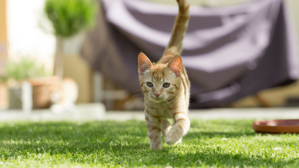 Cats Pooping in the Garden? Here's How to Stop That