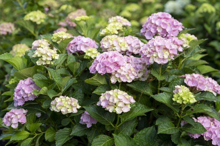 The ultimate guide to flowering shrubs (2022)
