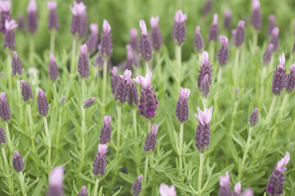 Lavender - shrub for bees