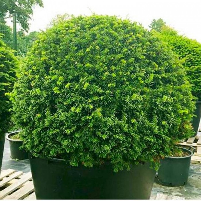Taxus baccata - English Yew