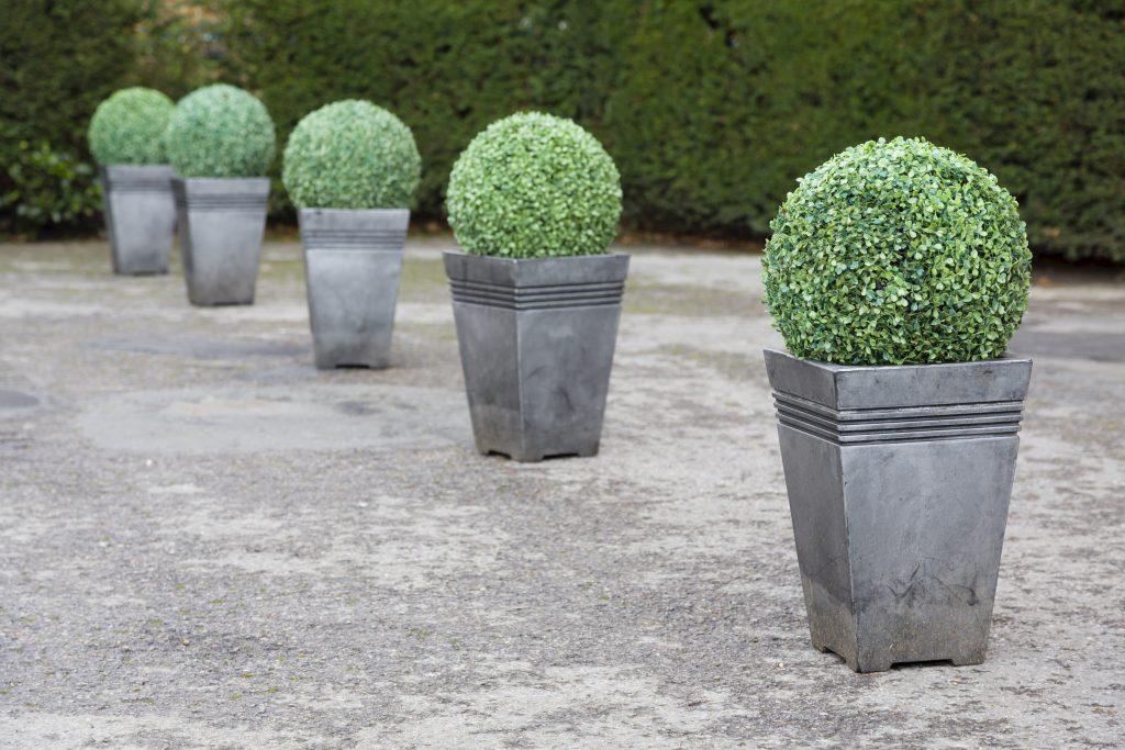 Buxus balls in a row