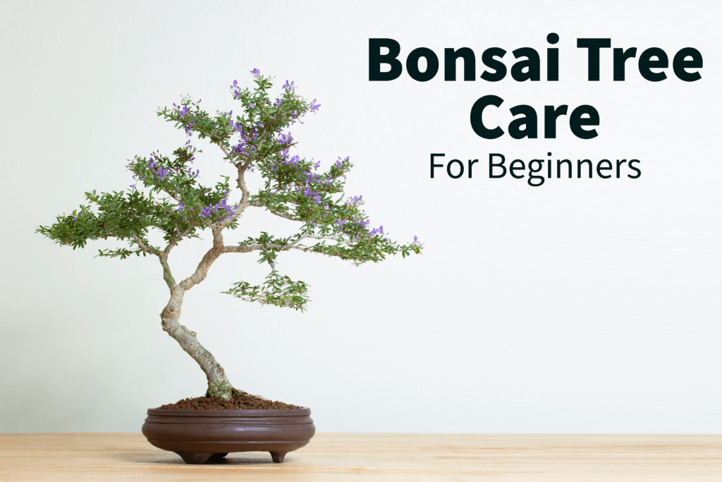 Bonsai Tree Care: Everything you need to know!