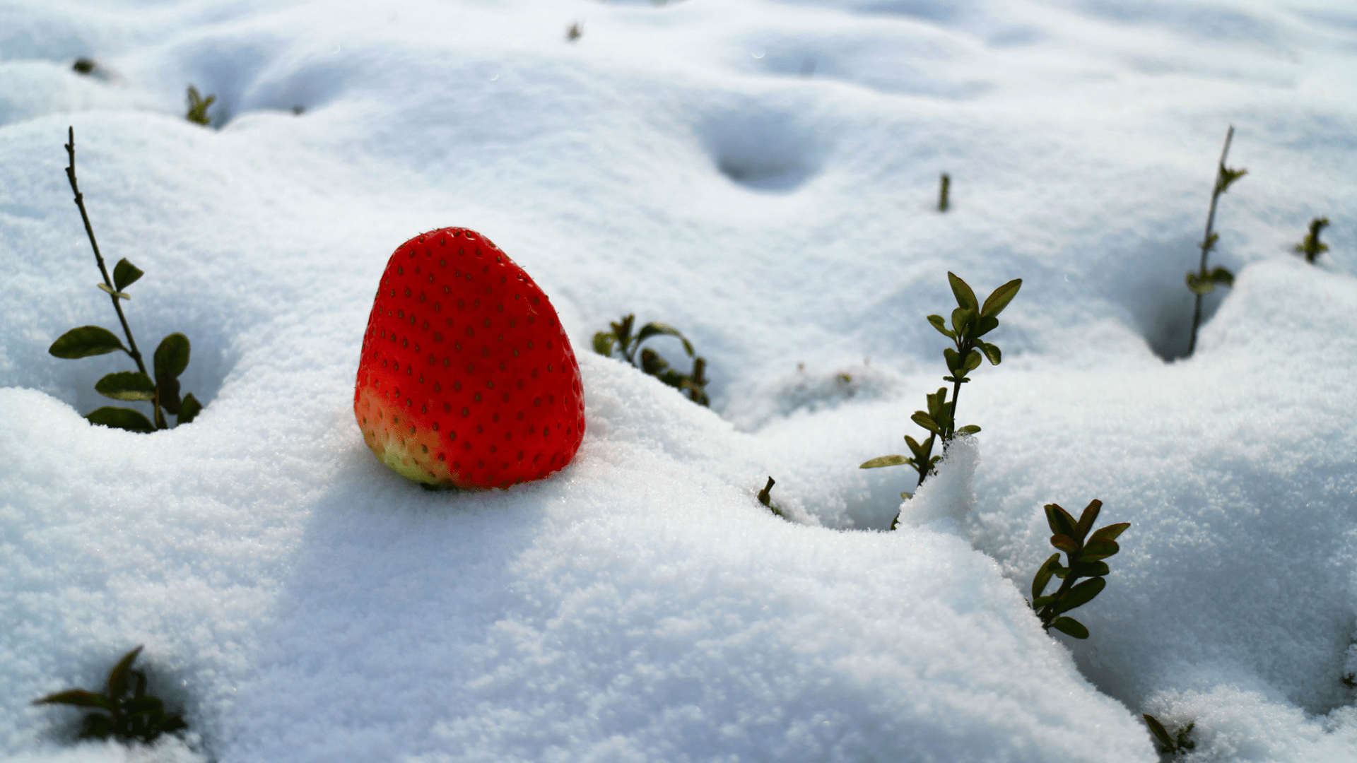 A Guide to Protecting Your Plants This Winter