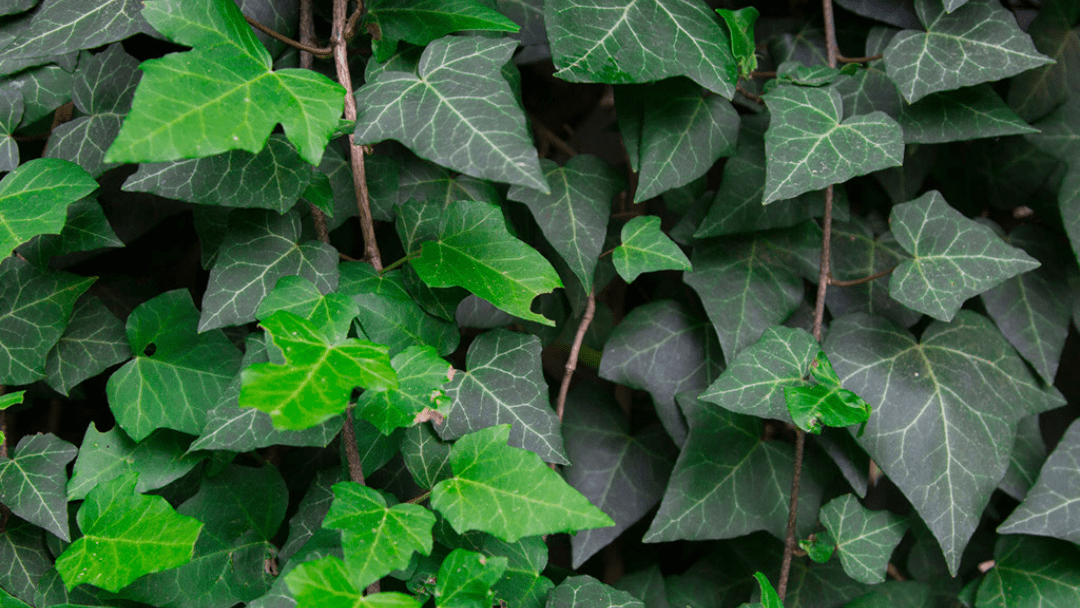 Ivy