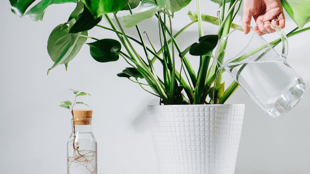 A guide to keeping your houseplants happy and healthy