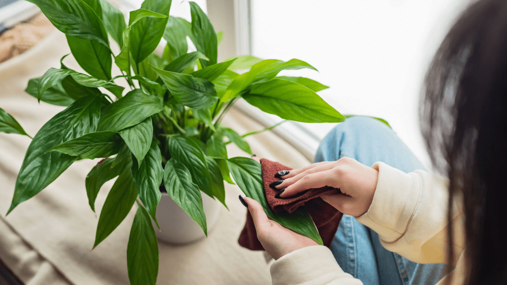 A guide to keeping your houseplants happy and healthy