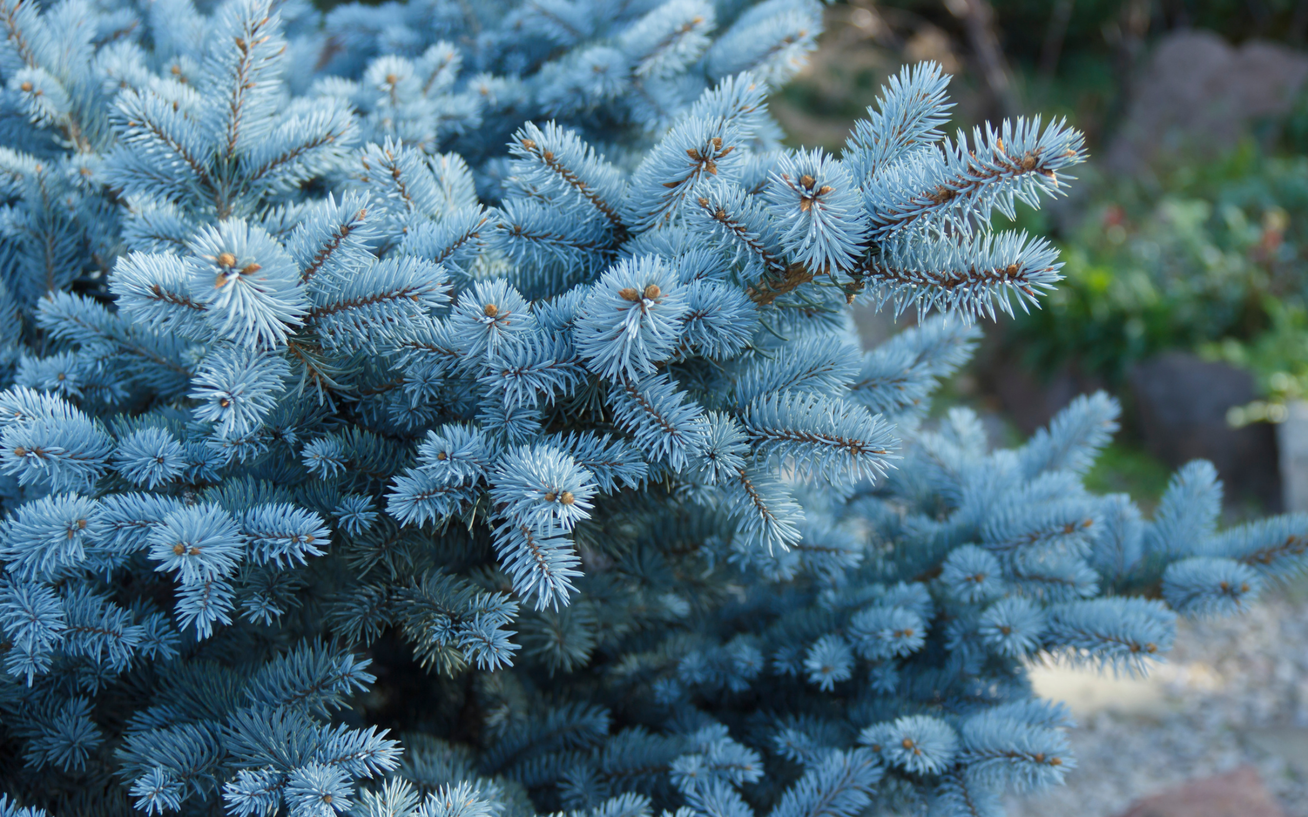 How to Make your Blue Spruce Bluer! - Laidback Gardener