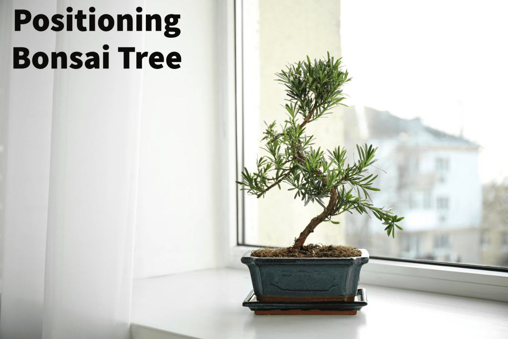 How to Grow & Care for an Outdoor Bonsai Tree? - Hooked on Bonsai