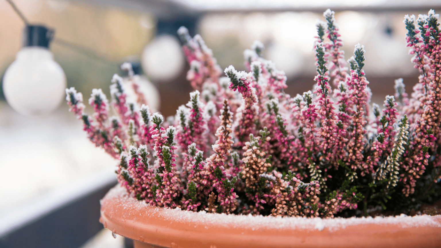 A Guide to Protecting Your Plants This Winter