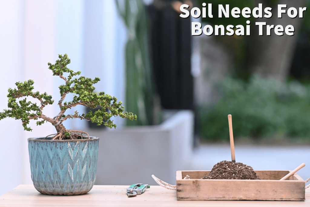 How to Water a Bonsai Tree: Helpful Tips