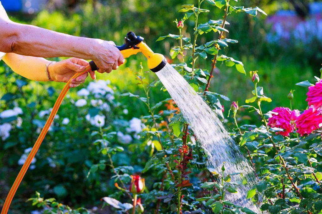 Watering rose flowerbed in garden
