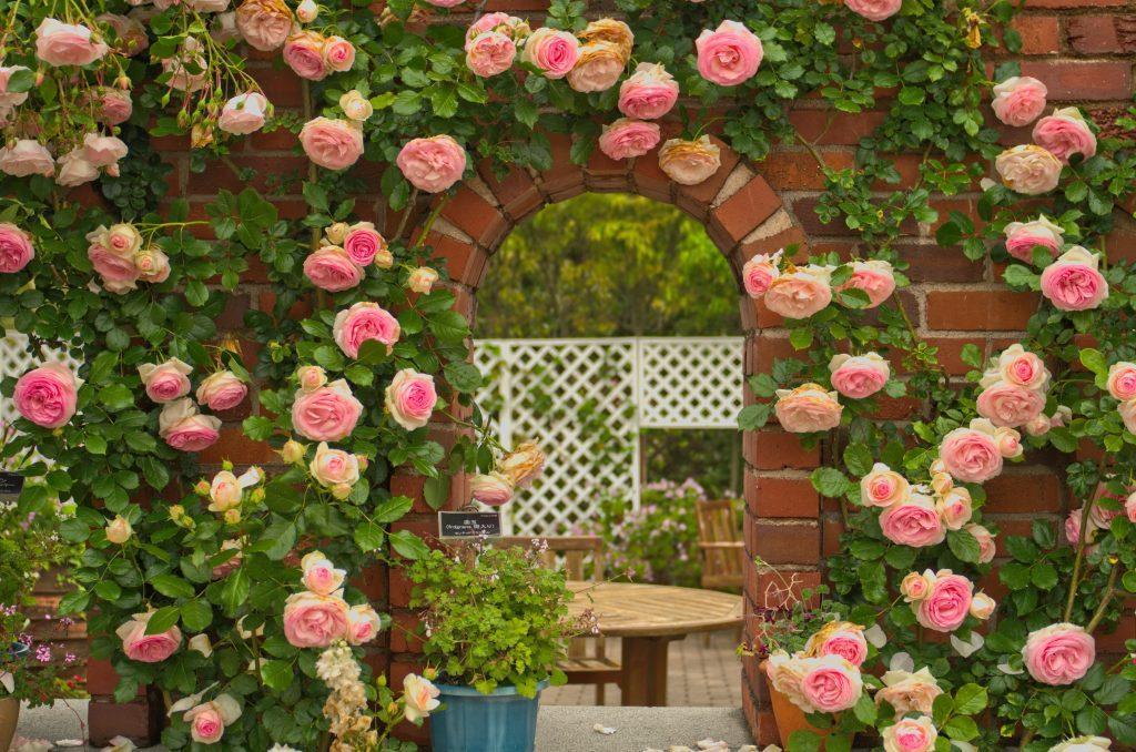 Beautiful Full blooming light pink climbing rose on a red brick arch