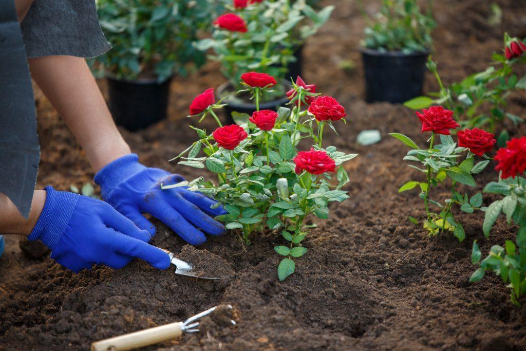 Planting red roses in garden on summer day