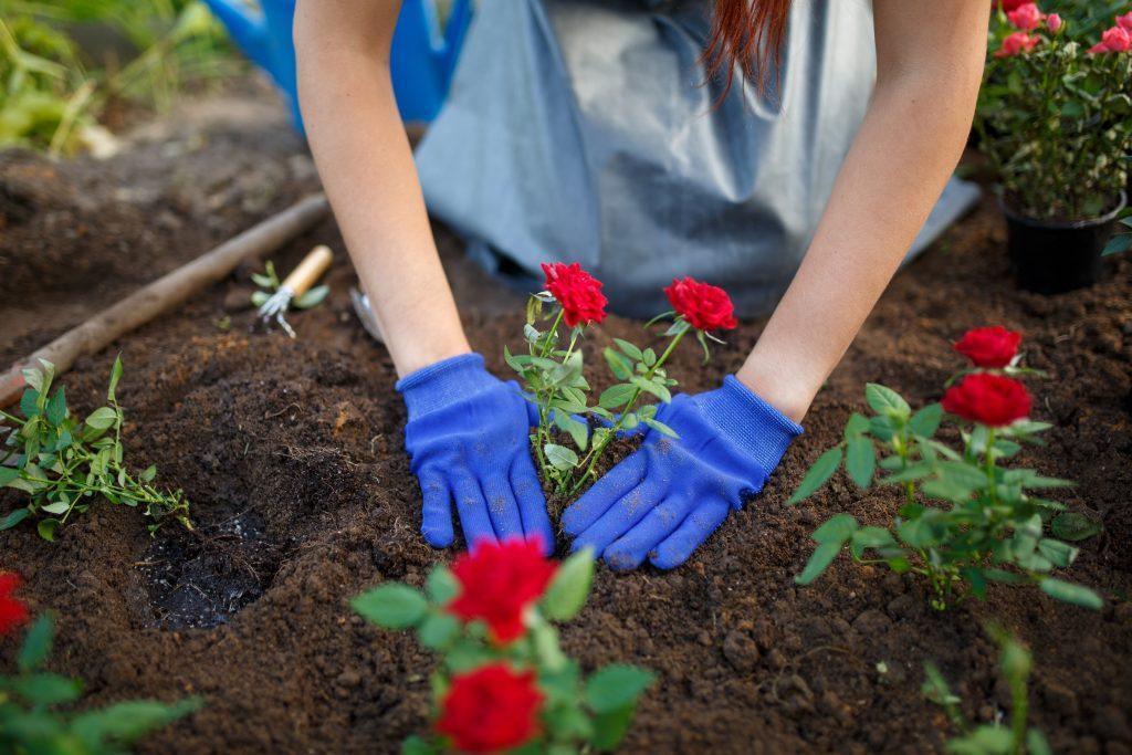 Firm in soil around the rose gently using hands or hand trowel