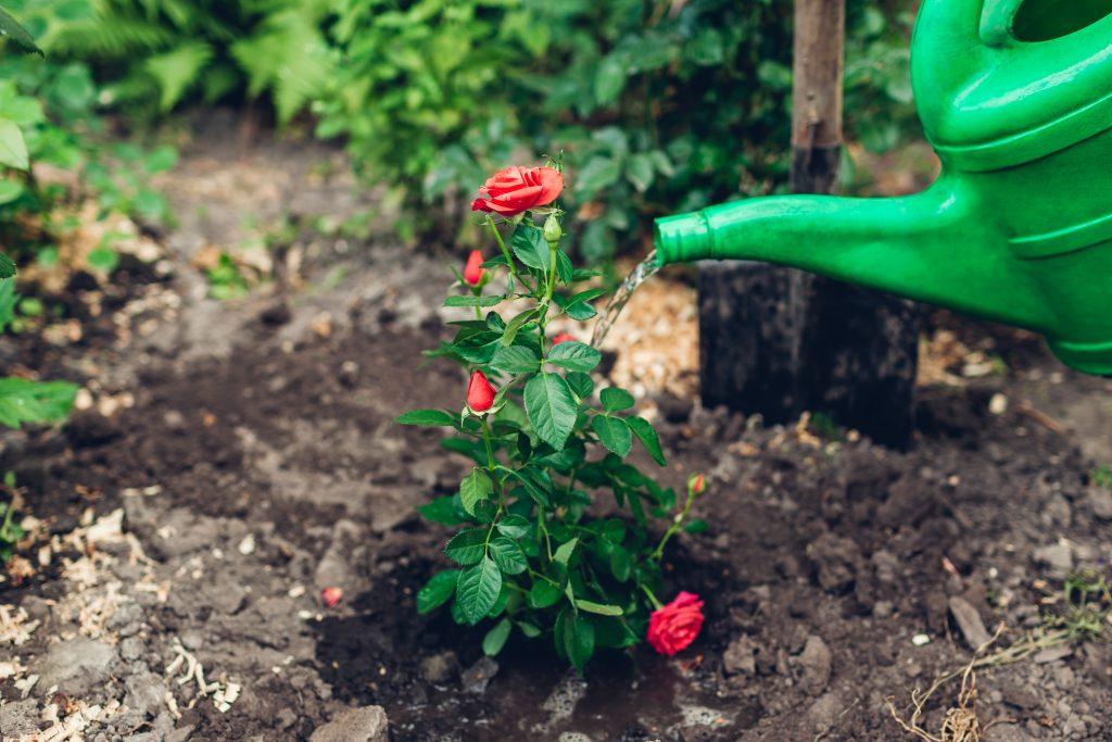 Gardener watering roses flowers with watering can after transplanting into soil