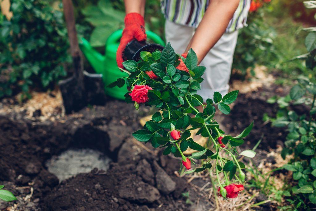 Woman gardener transplanting roses flowers from pot into wet soil after watering it with watering can