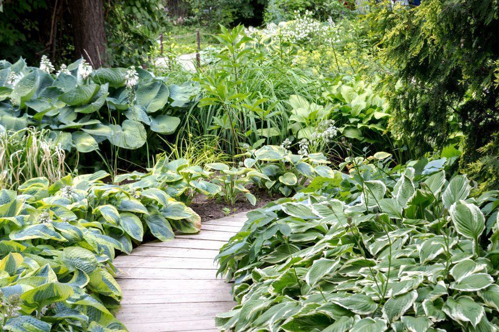 Groundcover plants - Hosts along a wooden walking path