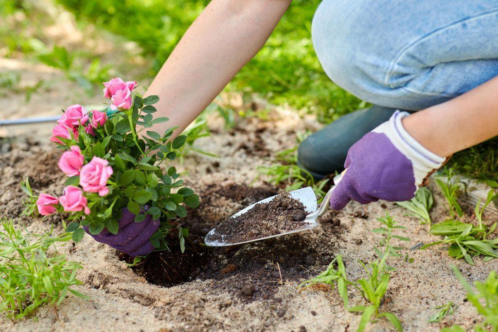 Planting rose flowers at summer 