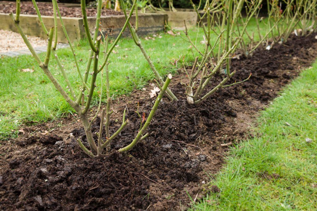 Rose hedge, row of rose bushes mulched with manure in a garden