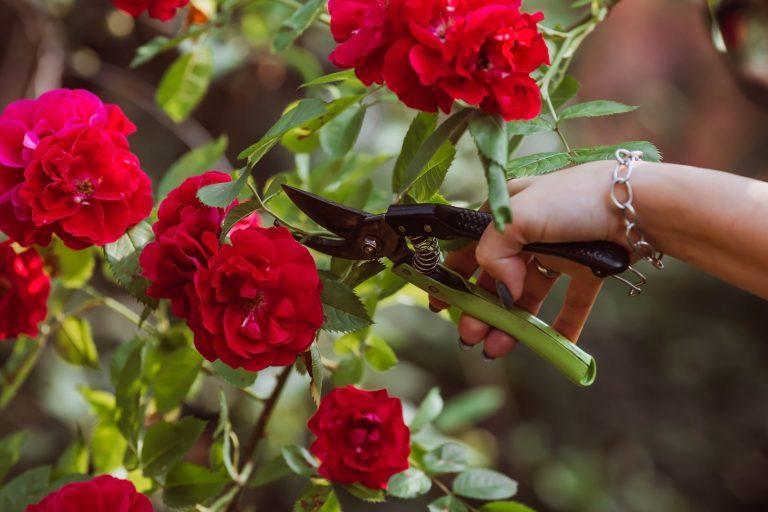 How to Properly Prune Roses Gardening Express Knowledge Hub
