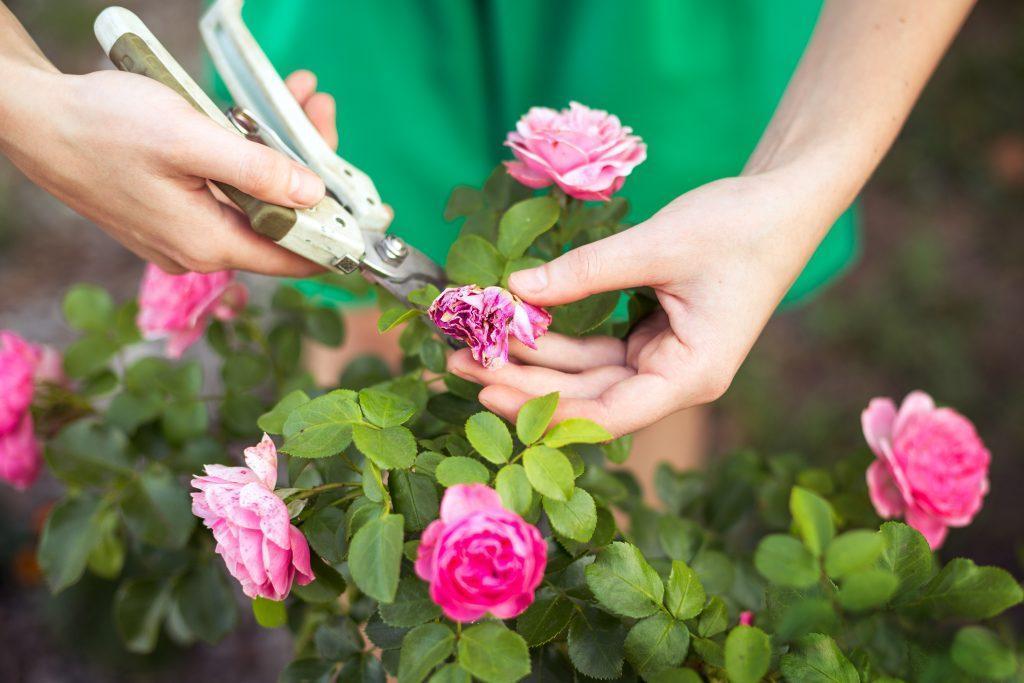 Pruning  bush (rose) with secateur in the garden