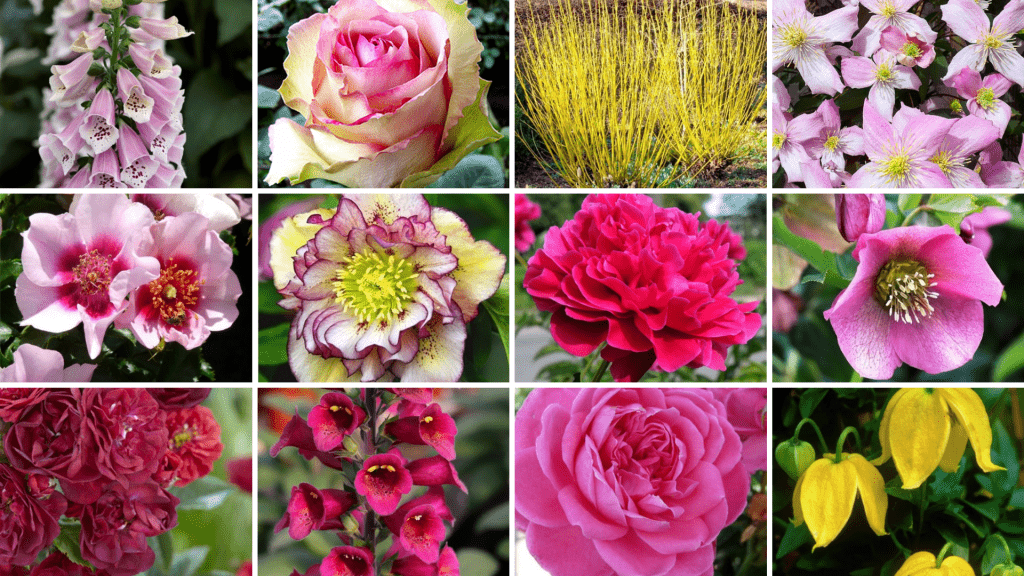 How to Plan a Rose Garden